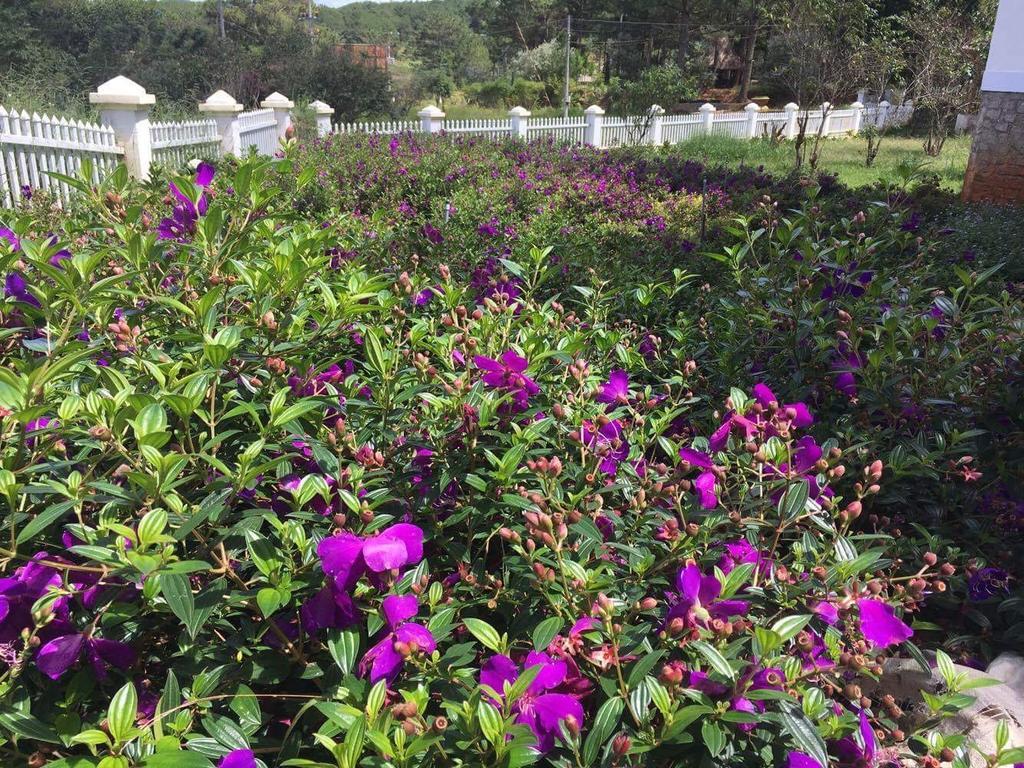Romeo & Juliet Guesthouse Dalat Exterior foto